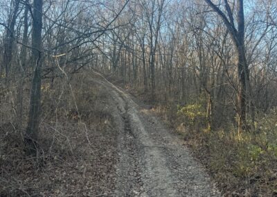 Erosion damaged road runs through wooded area